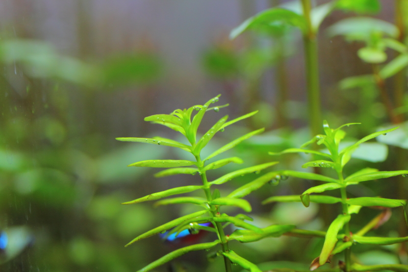 植栽から6日目　ディディプリス